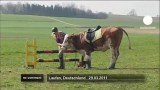 Юная фермерша научила корову прыгать через барьеры