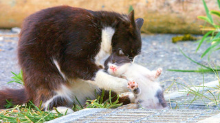 10 Day Old Kitten Falls In A Gutter! | Pets: Wild At Heart | BBC Earth