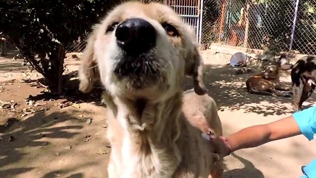 5 трогательных историй спасения бездомных собак