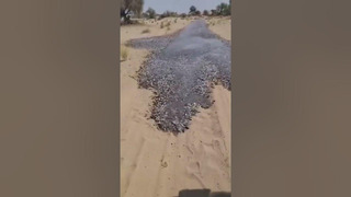 Аномалия. Рыбный поток в пустыне Салех Пат в Пакистане