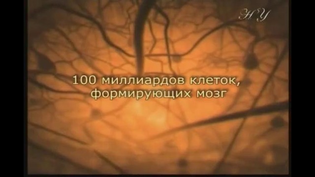 Чудо Нервной Системы Человека