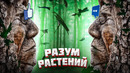 Разум растений. как деревья общаются без лайков и мессенджеров