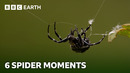 The Fascinating World of Spiders | BBC Earth
