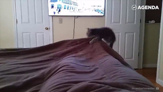 Как кошки будят своих хозяев утром (подборка)
