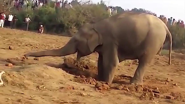 11 часов подряд слониха рыла яму. причина ее поведения поразила всех