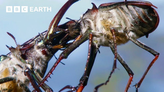 Beetle’s Brutal Battle for Love | Earth’s Great Seasons | BBC Earth