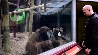 Орангутан попытался повторить фокус с картой за стеклом