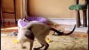 10 самых маленьких пород кошек