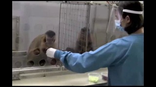 Что будет, если двум обезьянам несправедливо заплатить за работу