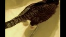 Не все кошки боятся воды