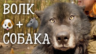 Волкособ – гибрид собаки и волка