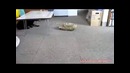 Танк против котов