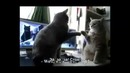 Котики, ладушки и творческий подход