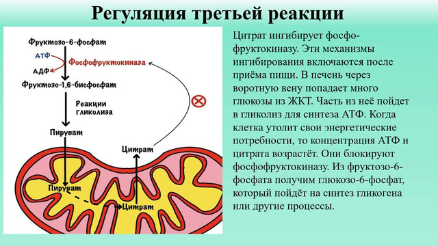 Аэробный и анаэробный распад глюкозы