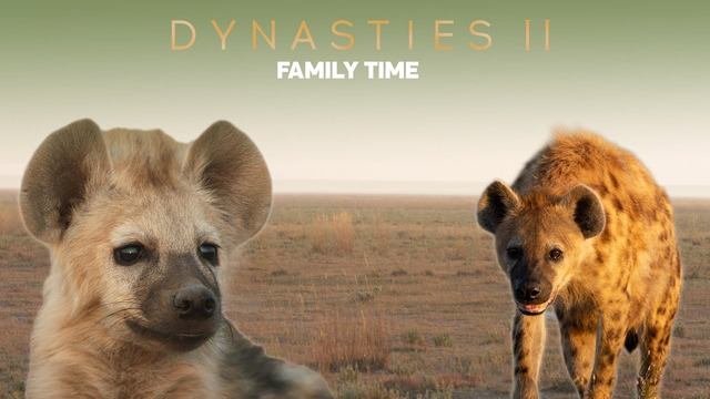 Have We Got It Wrong About Hyenas? | Dynasties II | BBC Earth