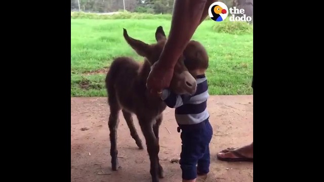 Детеныш ослик встречает малыша