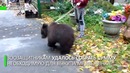 Новый дом для Даши. Зоозащитники спасли медвежонка из бродячего цирка