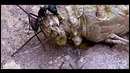 5 животных с суперспособностями