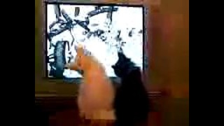Котята Смотрят телевизор