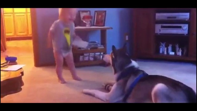 Малыш играется с собакой