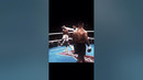 Один из самых красивых ударов от Майка Тайсона #top #boxing #бокс #miketyson #wow