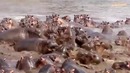 10 сумасшедших битв животных снятых на камеру (часть 1)