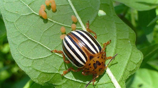 Природа под ударом: Колорадский жук и его влияние на экосистему