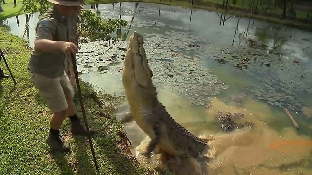 Когда хищники ведут себя немного нестандартно. Большой выпуск