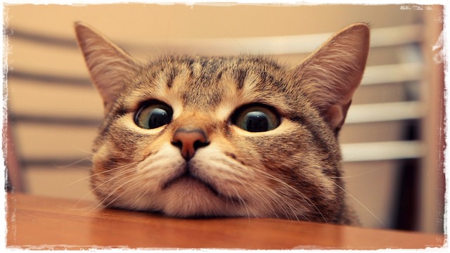 Пушистое счастье: почему кошки так популярны в мире – МИР 24