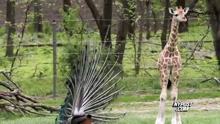 Детеныш жирафа и павлин