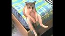 У кота депрессия