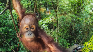 CUTE Orphan Orangutans Learn How To Climb | Primates | BBC Earth