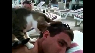 Кот – массажист