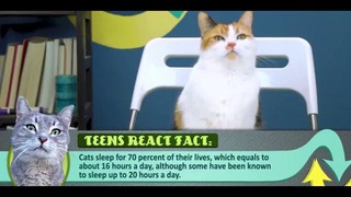Реакция котов на вирусные видео