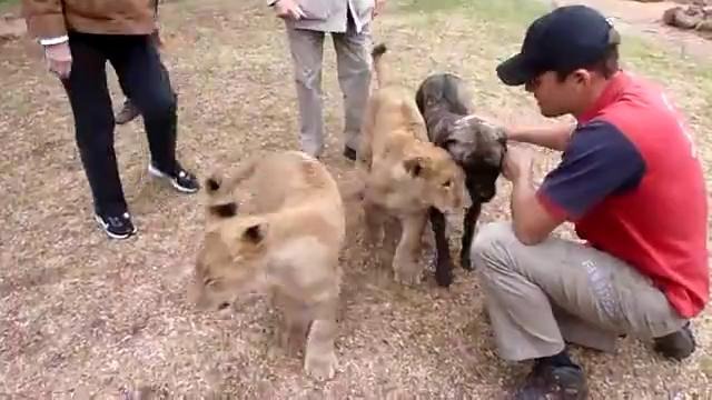Невероятная дружба львят и собаки