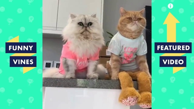 TRY NOT TO LAUGH – Cute Funny Animals 2019