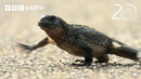 Baby Iguana vs Racer Snakes | 20 Years of Planet Earth | BBC Earth