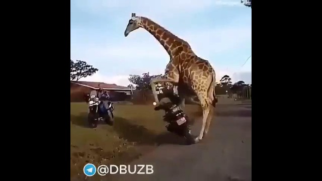 Кто сказал что жирафы не умеют водить мотоцикл