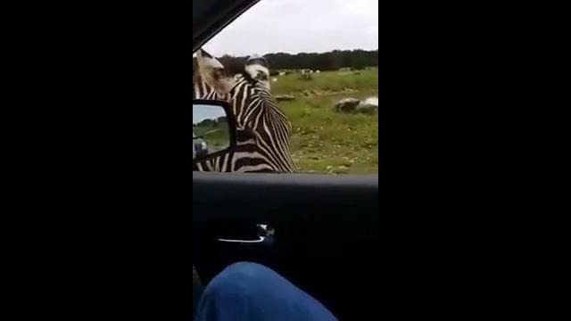Прикольная пародия зебры