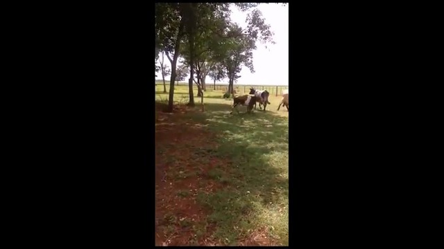 Дуэль коровы и барана