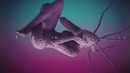 Bro Safari Feat. Sarah Hudson – Reality (Official Lyric Video)