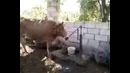 Умнный СКОТ