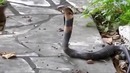 Видео доказательство того, что кошка самый опасный зверь на земле