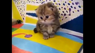 Офигенные КОТЯТА! Маленькие пушистые персидские котята