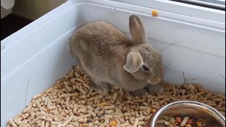 Реакция кролика на выключение компа