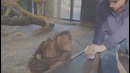 Обезьяне показали фокус. Ржач