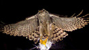 Hawk Attacks Balloon in Super Slow Motion | BBC Earth