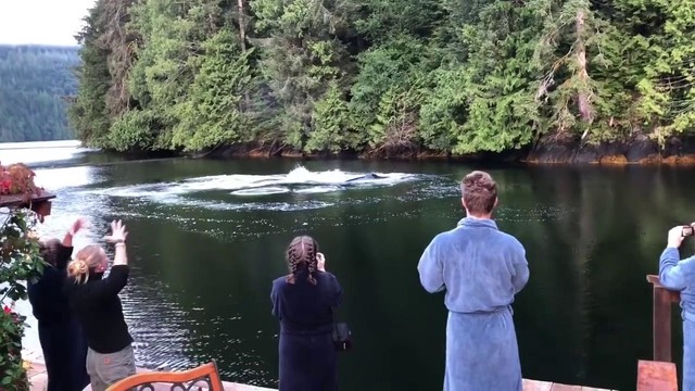 Горбатые киты удивили посетителей гостевого дома в Канаде