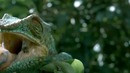 18 невероятных видео в замедленной съемке
