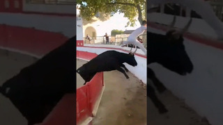 Don’t mess with this bull or else… #scary #bullfight